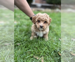 Poodle (Miniature) Puppy for sale in FRANKLIN, NC, USA