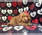 Small #4 Cavapoo
