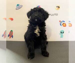 Aussiedoodle Miniature  Puppy for sale in JOHNSTOWN, NE, USA