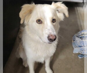 Loba - Female Labrador Retriever-Unknown Mix Dog for Adoption - Photo #2