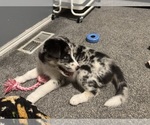 Puppy Jersey Australian Shepherd-Siberian Husky Mix