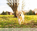 Small Photo #15 Golden Retriever Puppy For Sale in WARSAW, IN, USA