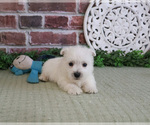 Small #11 West Highland White Terrier