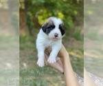 Puppy 3 Saint Bernard