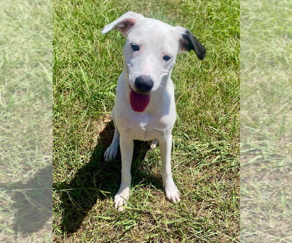 Medium Photo #5 Labmatian Puppy For Sale in Bryant, AR, USA
