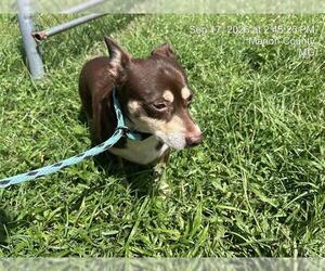 Chihuahua-Unknown Mix Dogs for adoption in Ocala, FL, USA