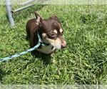 LOKI - Male Chihuahua-Unknown Mix Dog for Adoption - Small photo