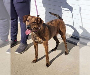 Beagle-Unknown Mix Dogs for adoption in Louisville, KY, USA