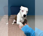 Small #2 American Pit Bull Terrier
