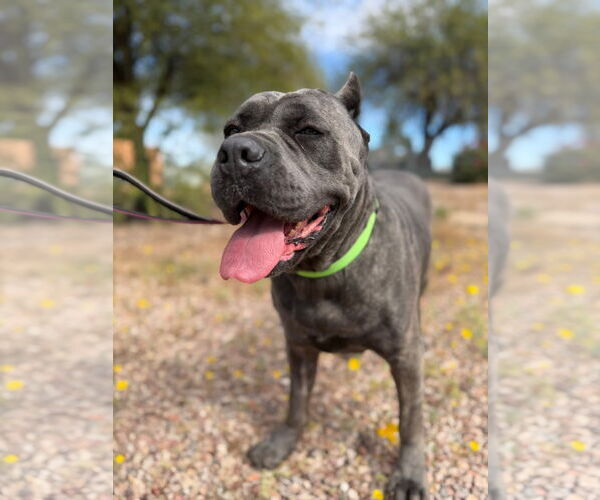 Medium Photo #7 Mutt Puppy For Sale in Goodyear, AZ, USA