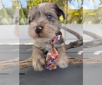 Small #6 Schnauzer (Miniature)