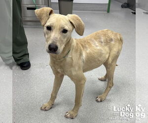 Labrador Retriever-Retriever  Mix Dogs for adoption in Washington, DC, USA