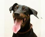 Small Doberman Pinscher Mix