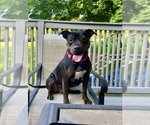 Small #18 Staffordshire Bull Terrier Mix