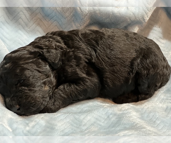 Medium Photo #2 Bernedoodle Puppy For Sale in CONWAY, AR, USA