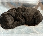 Small Photo #2 Bernedoodle Puppy For Sale in CONWAY, AR, USA