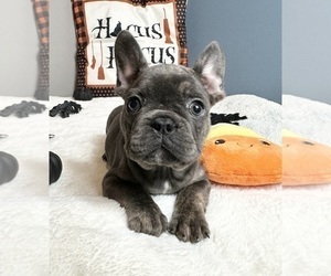 Medium French Bulldog