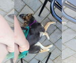 Small #12 German Shepherd Dog Mix