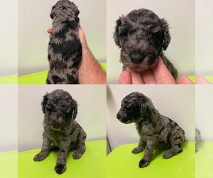 Poodle (Standard) Puppy for sale in LAKE BUTLER, FL, USA