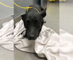 Small American Pit Bull Terrier-Labrador Retriever Mix