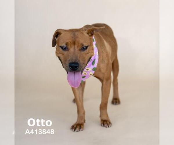 Medium Photo #2 American Pit Bull Terrier-Unknown Mix Puppy For Sale in Conroe, TX, USA