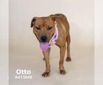 Small #1 American Pit Bull Terrier Mix
