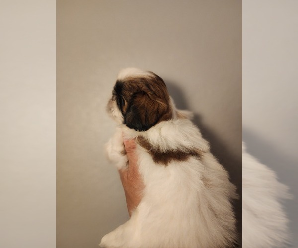 Medium Photo #4 Shih Tzu Puppy For Sale in WESLEY CHAPEL, FL, USA