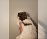 Small #3 Shih Tzu