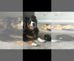 Small Photo #1 Australian Shepherd Puppy For Sale in GAINESVILLE, FL, USA