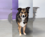 Small #1 Collie Mix
