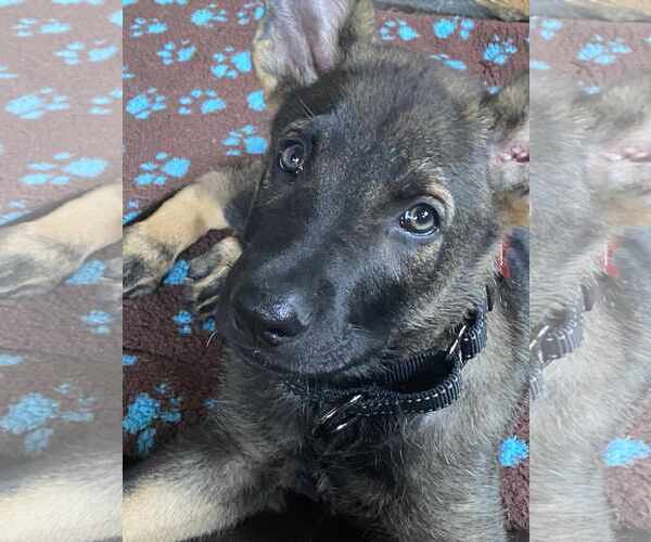 Medium Photo #3 German Shepherd Dog Puppy For Sale in Gretna, NE, USA