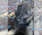 Small #2 German Shepherd Dog