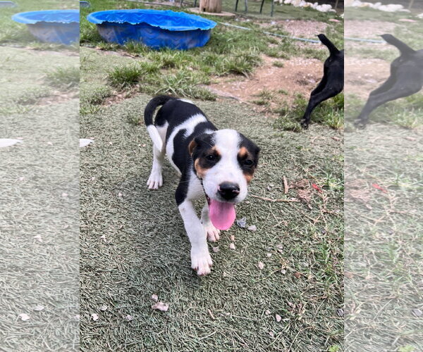 Medium Photo #3 Staffordshire Bull Terrier-Unknown Mix Puppy For Sale in Tracy City, TN, USA
