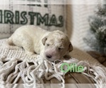 Small #1 Goldendoodle