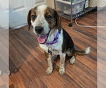 Small #2 Beagle Mix