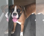 Small Photo #1 Boxer Puppy For Sale in GALLOWAY, NJ, USA