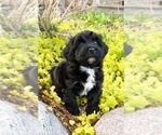 Puppy Biscuit Poovanese