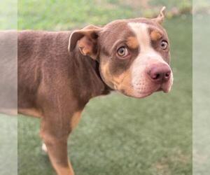 American Pit Bull Terrier-Unknown Mix Dogs for adoption in Texas City, TX, USA