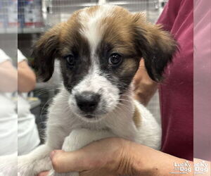 Spaniel-Unknown Mix Dogs for adoption in Washington, DC, USA