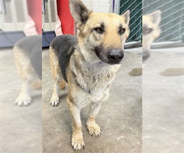 Medium Photo #1 German Shepherd Dog Puppy For Sale in San Bernardino, CA, USA