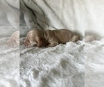 Small Photo #7 Cocker Spaniel Puppy For Sale in LEANDER, TX, USA