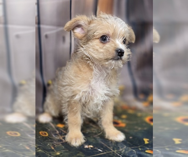 Medium Photo #4 Chorkie-Yorkshire Terrier Mix Puppy For Sale in HOMERVILLE, GA, USA