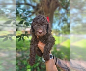 Labradoodle Puppy for sale in KISSIMMEE, FL, USA