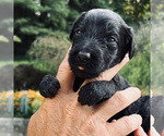 Small Photo #5 Goldendoodle Puppy For Sale in FERGUSON, NC, USA