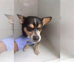 BUDDY - Male Chihuahua Dog for Adoption - Small photo