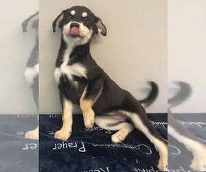 Siberian Husky-Unknown Mix Dogs for adoption in Osgood, IN, USA