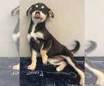 Small Siberian Husky Mix