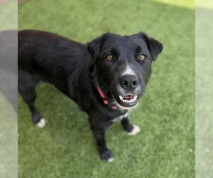 Clara - Female Labrador Retriever-Unknown Mix Dog for Adoption - Photo #2