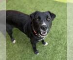 Small Photo #2 Labrador Retriever-Unknown Mix Puppy For Sale in San Diego, CA, USA