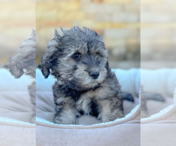 Medium Photo #4 Mutt Puppy For Sale in PIPE CREEK, TX, USA